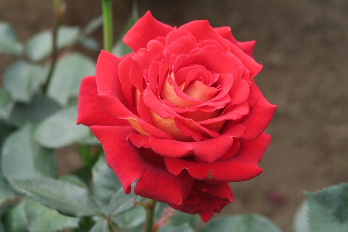 旧古河庭園 旧古河庭園のバラ19 60 クレオパトラ バラをこよなく愛したと言われるエジプトの女王の名を冠した花 貫禄の美しさです 当園の所長の超イチオシです