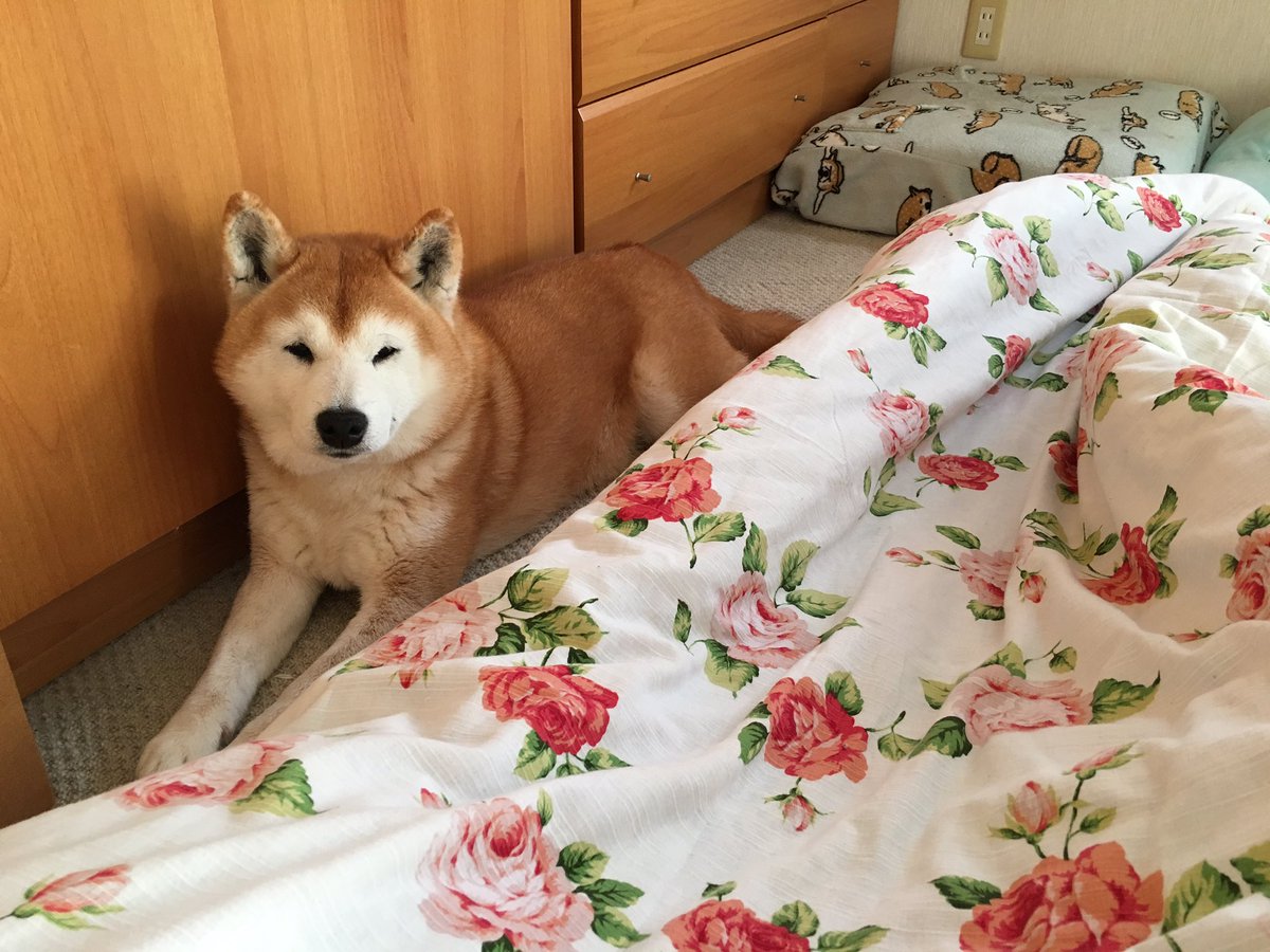 母よ 友よ 安国寺よ さようなら 母よ 友よ 安国寺よ さようなら