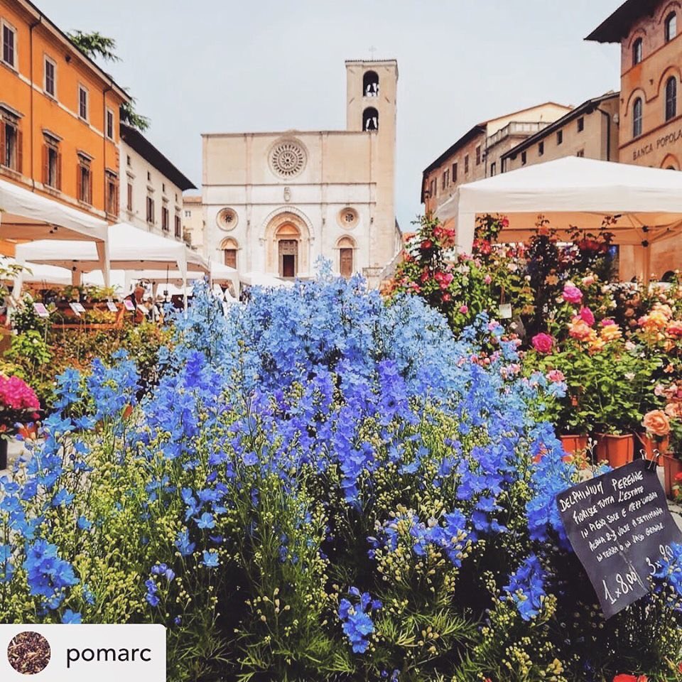 Todi Fiorita tweet media
