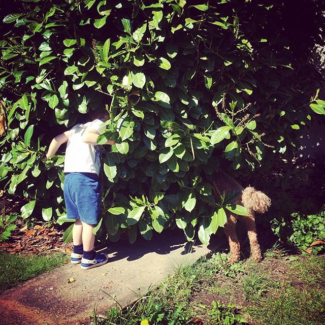 EmmaCBradshaw's tweet photo. When you’ve lost your ball in a hedge

#auntying https://t.co/8gWu1OOFYI https://t.co/FIWy8XWo8r