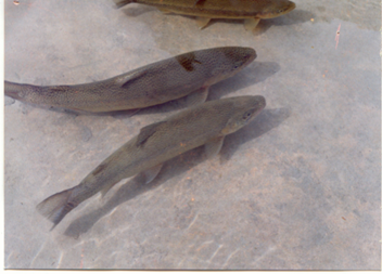 roshanzada's tweet photo. Cold Water Fish Trout Production on GB #SavePARC https://t.co/7n9jBdjuDJ