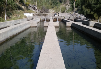 roshanzada's tweet photo. Cold Water Fish Trout Production on GB #SavePARC https://t.co/7n9jBdjuDJ