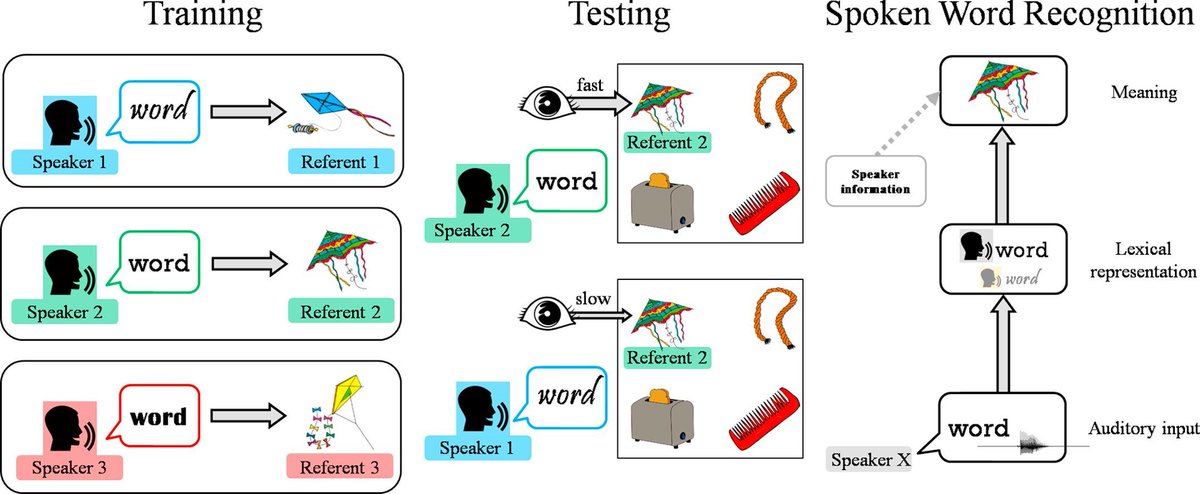 New paper available online! Voices in the mental lexicon: Words carry indexical information that can affect access to their meaning
Results show that indexical information can implicitly and automatically affect spoken word recognition. @bcbl_ https://doi.org/10.1016/j.jml.2019.05.001 …