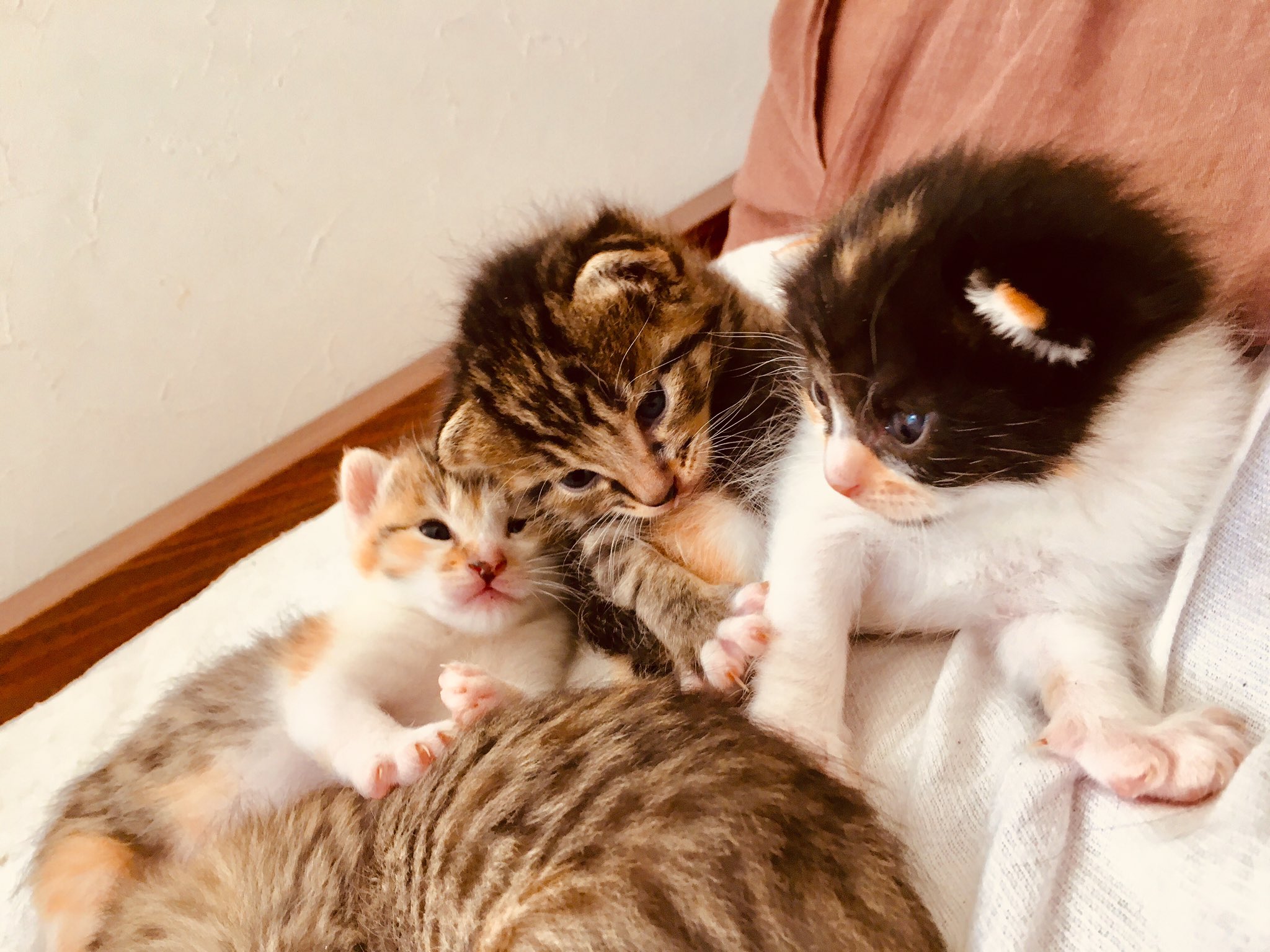 カラフィット開発者 周防 進之介 母猫から子猫が5匹も生まれましたー Super Sweet 欲しい人いたらダイレクトメッセージくださいませ スコティッシュフォールド 子猫 里親募集 超カワイイ 日々の癒し T Co Jhv30er6f4 Twitter