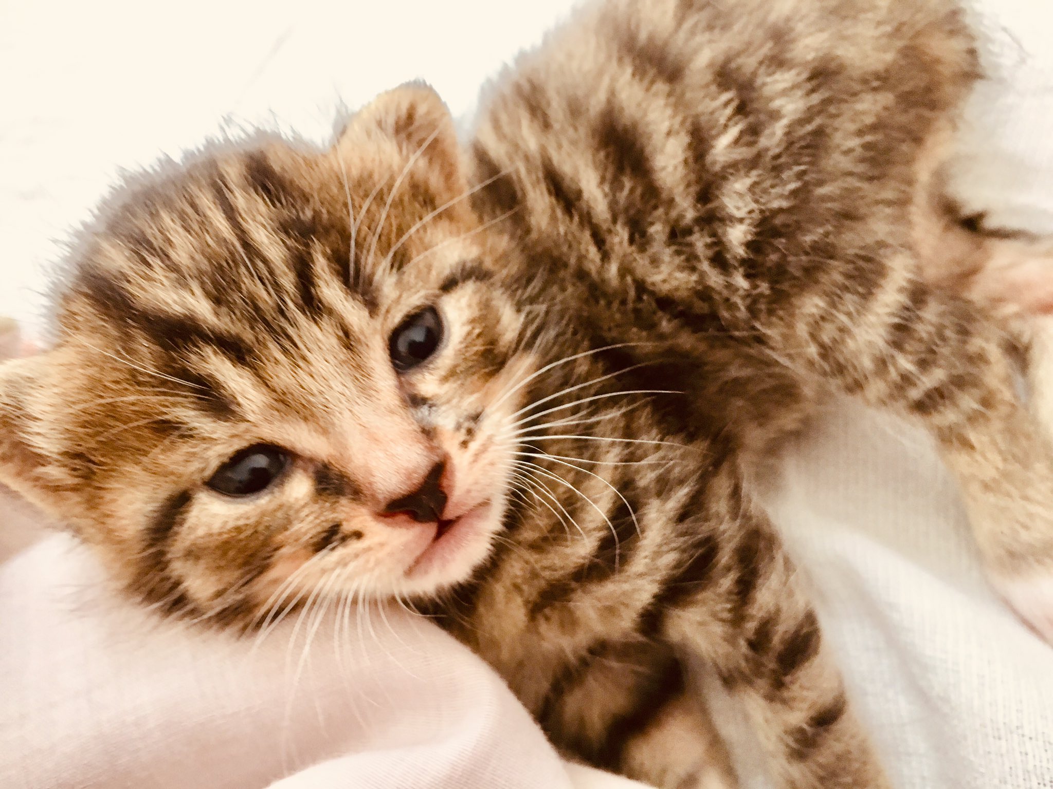 カラフィット開発者 周防 進之介 母猫から子猫が5匹も生まれましたー Super Sweet 欲しい人いたらダイレクトメッセージくださいませ スコティッシュフォールド 子猫 里親募集 超カワイイ 日々の癒し T Co Jhv30er6f4 Twitter
