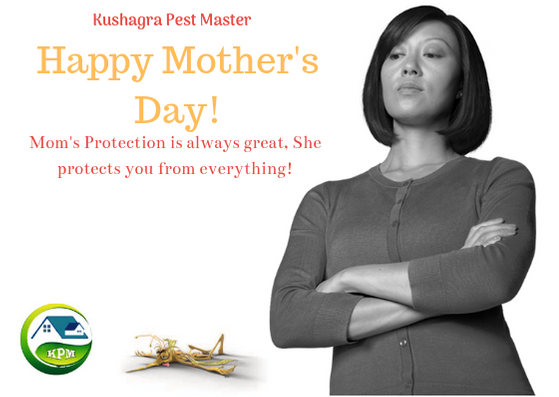 kpestmaster's tweet photo. Happy Mother's Day! to all Super Women. 
Kushagra Pest master wishes you Happy Mother's Day. ☺️

#HappyMothersDay2019 

https://t.co/b4I7Yu6xNO https://t.co/hU9ezsZEir