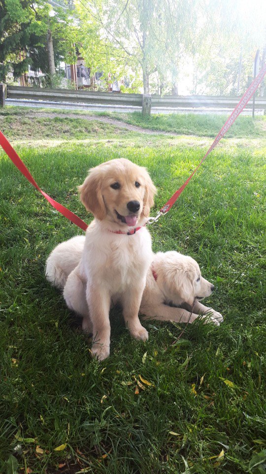 Christina_hongh's tweet photo. Branch outing with Lucy's adorable puppies at Rocky Point Port Moody! Also, it was last day working with Lillian at Hanin. We all going to miss you and wish you the best!❤️#TD #TDhanin @truong_lillianw @EricKim_TD https://t.co/uicXEd2zgp