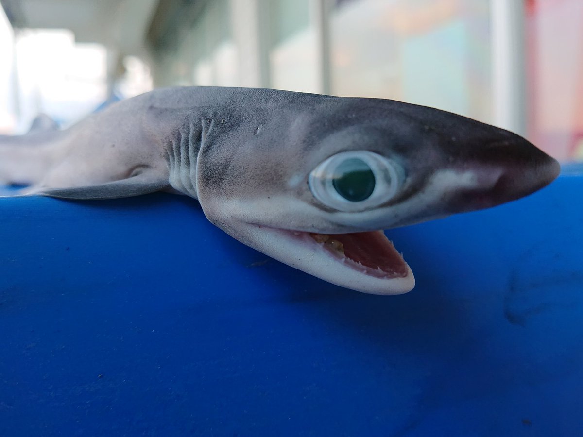 海の手配師 على تويتر 超レア エドアブラザメの赤ちゃん 日の出丸 深海魚 深海ザメ サメ サメの赤ちゃん
