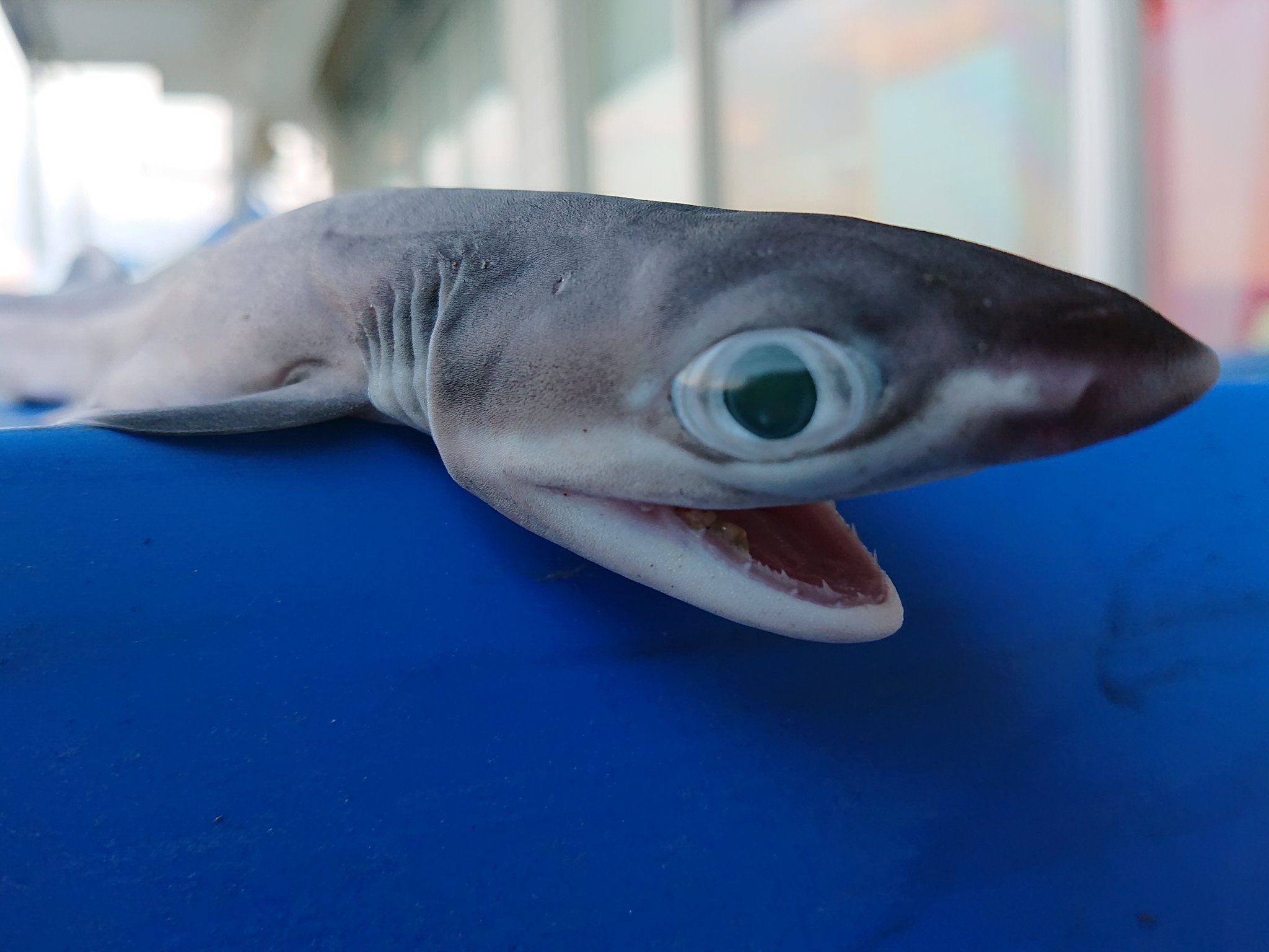海の手配師 على تويتر 超レア エドアブラザメの赤ちゃん 日の出丸 深海魚 深海ザメ サメ サメの赤ちゃん