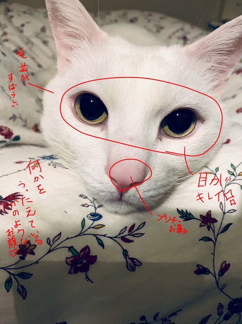 @yumegiwa_2bro 字が汚いのと語彙力がなさすぎなのでちょっと埋まってきますね。 