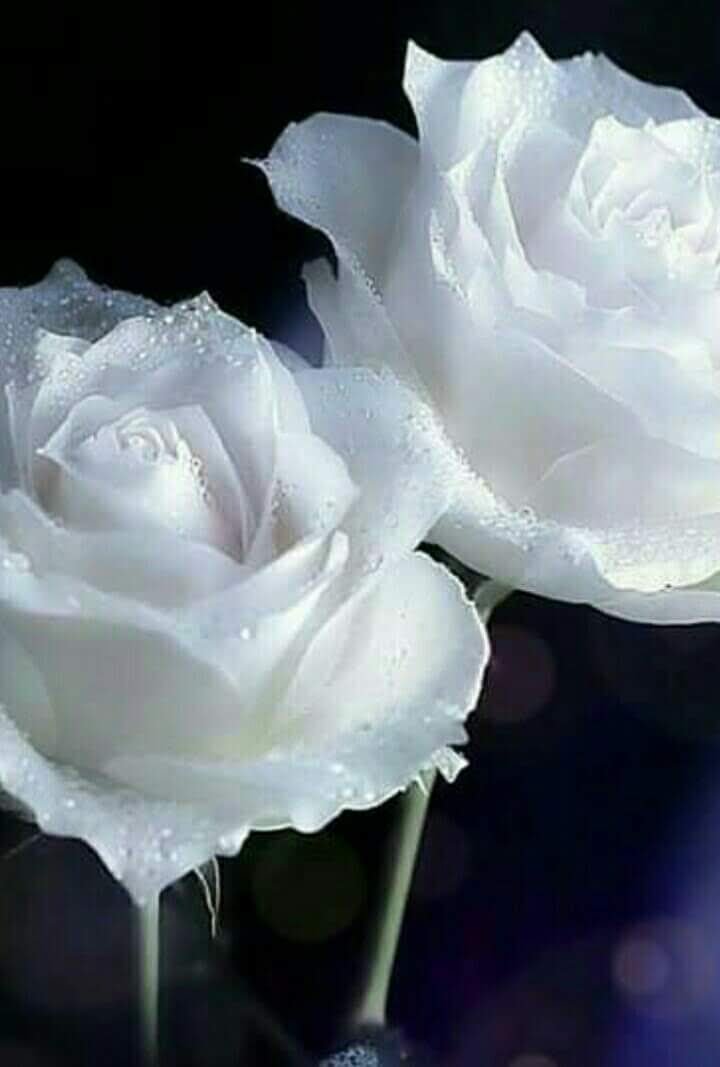 Santina Auf Twitter I Nostri Angeli In Terra I Nostri Angeli In Cielo Auguri Mamma Auguri A Tutte Le Mamme