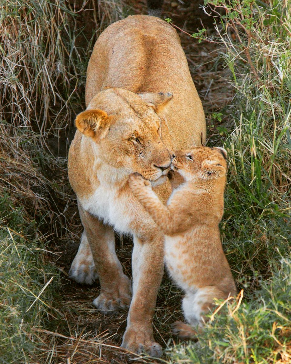 nimtreeWildlife's tweet photo. Happy Mother's Day 
#mothersday #happymothersday
#love #kids #motherhood #instawild #family #mom #mothershape #mothersdaygifts #beingmother #kiss https://t.co/Id3XF3vzjT