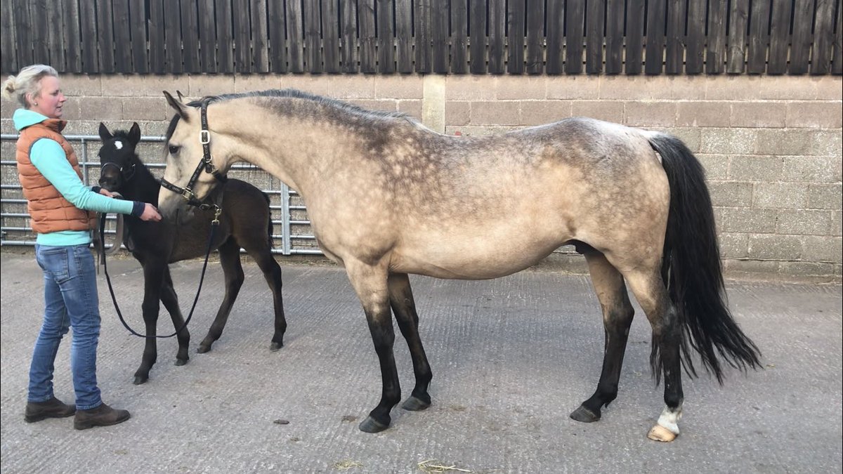 LizzieBlamire's tweet photo. First Pic of Matchem #connemara #colt #foal at 24 hours, second pic at 4weeks. Mare &amp; Foal doing tremendously thanks to @PureFeed #purestud #hollybushfarm #pirefeed https://t.co/sOIc00eT9m