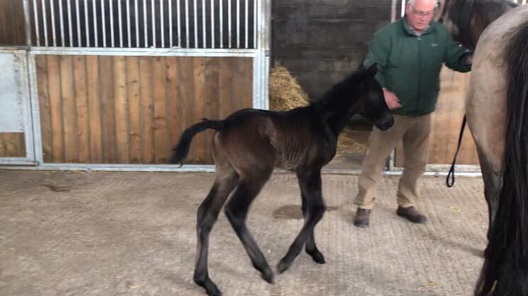 LizzieBlamire's tweet photo. First Pic of Matchem #connemara #colt #foal at 24 hours, second pic at 4weeks. Mare &amp; Foal doing tremendously thanks to @PureFeed #purestud #hollybushfarm #pirefeed https://t.co/sOIc00eT9m