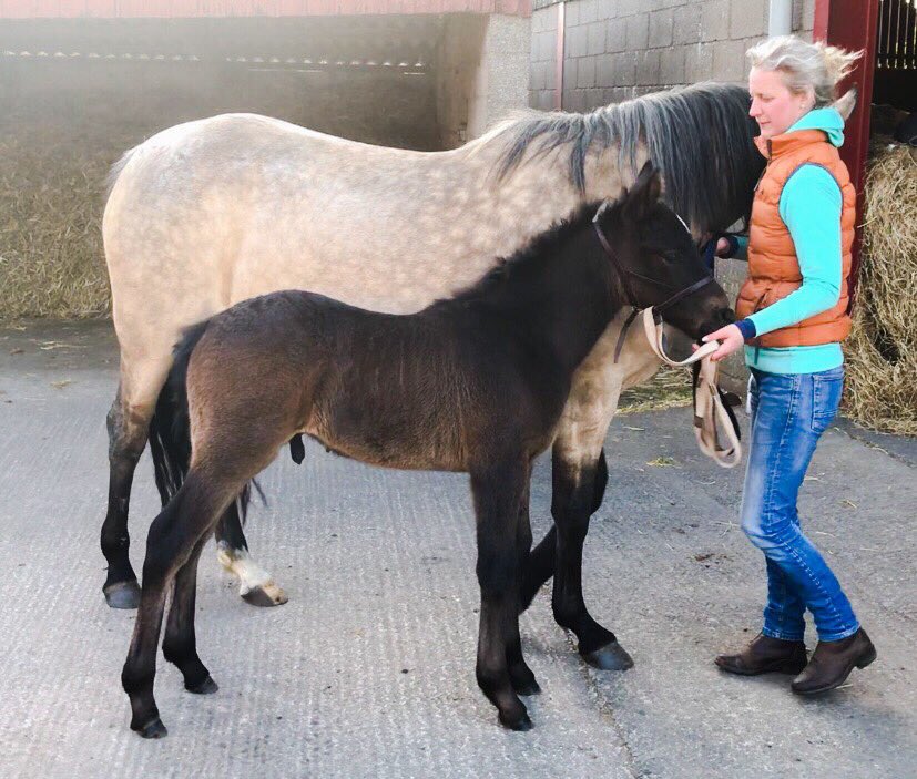 LizzieBlamire's tweet photo. First Pic of Matchem #connemara #colt #foal at 24 hours, second pic at 4weeks. Mare &amp; Foal doing tremendously thanks to @PureFeed #purestud #hollybushfarm #pirefeed https://t.co/sOIc00eT9m