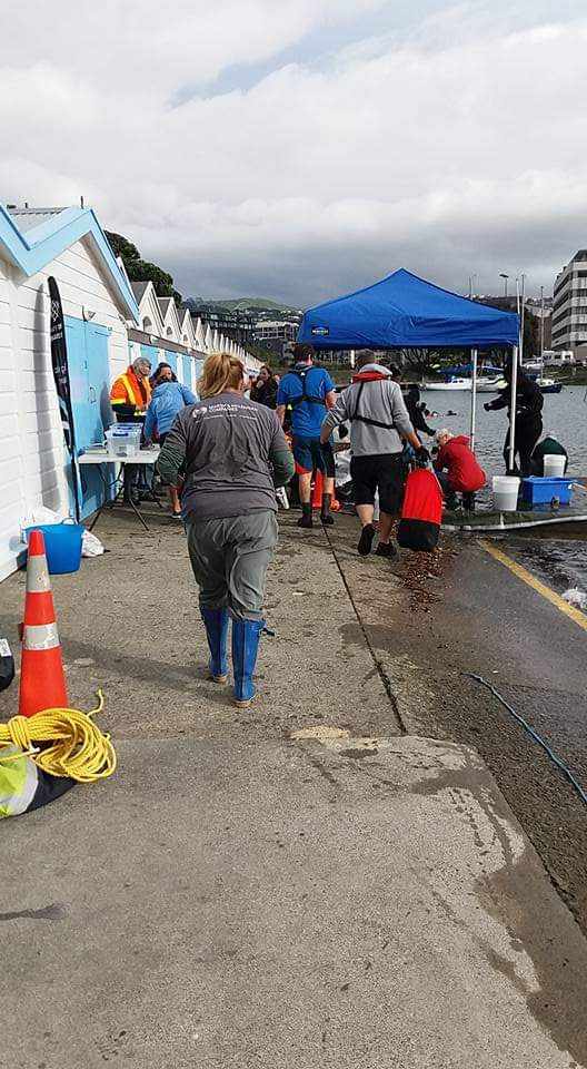 oldandfullofpie's tweet photo. I feel like this weekend I have been dressed by #Mercer (We do great t-shirts!) #mmcimpact #mercercares day with @GhostFishingNZ clearing the seabed of bottles &amp; saving 🐙🦀🦐🐟🐠🐚- credit to Petone Beach Cleanup Crew for the pics. @MMC_Global #volunteermonth @lifeatmercer https://t.co/GO19XPqfmx
