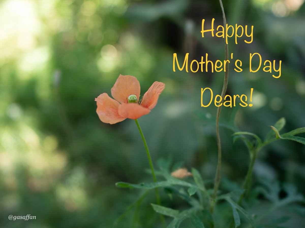 WDimash's tweet image. Wishing a #HappyMothersDay to all the wonderful mom Dears. ❤️