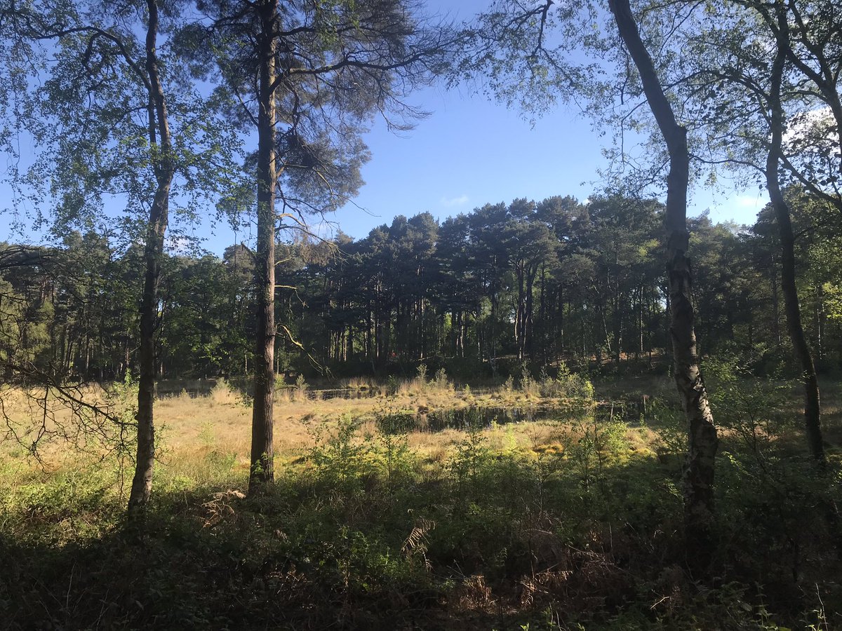 A beautiful day at Forest Camp as we host both the <a href="/CheshireScouts/">Cheshire Scouts</a> #LordDerbyComp and also <a href="/merseyweaver/">Mersey Weaver Scouts</a> Eurojam contingent