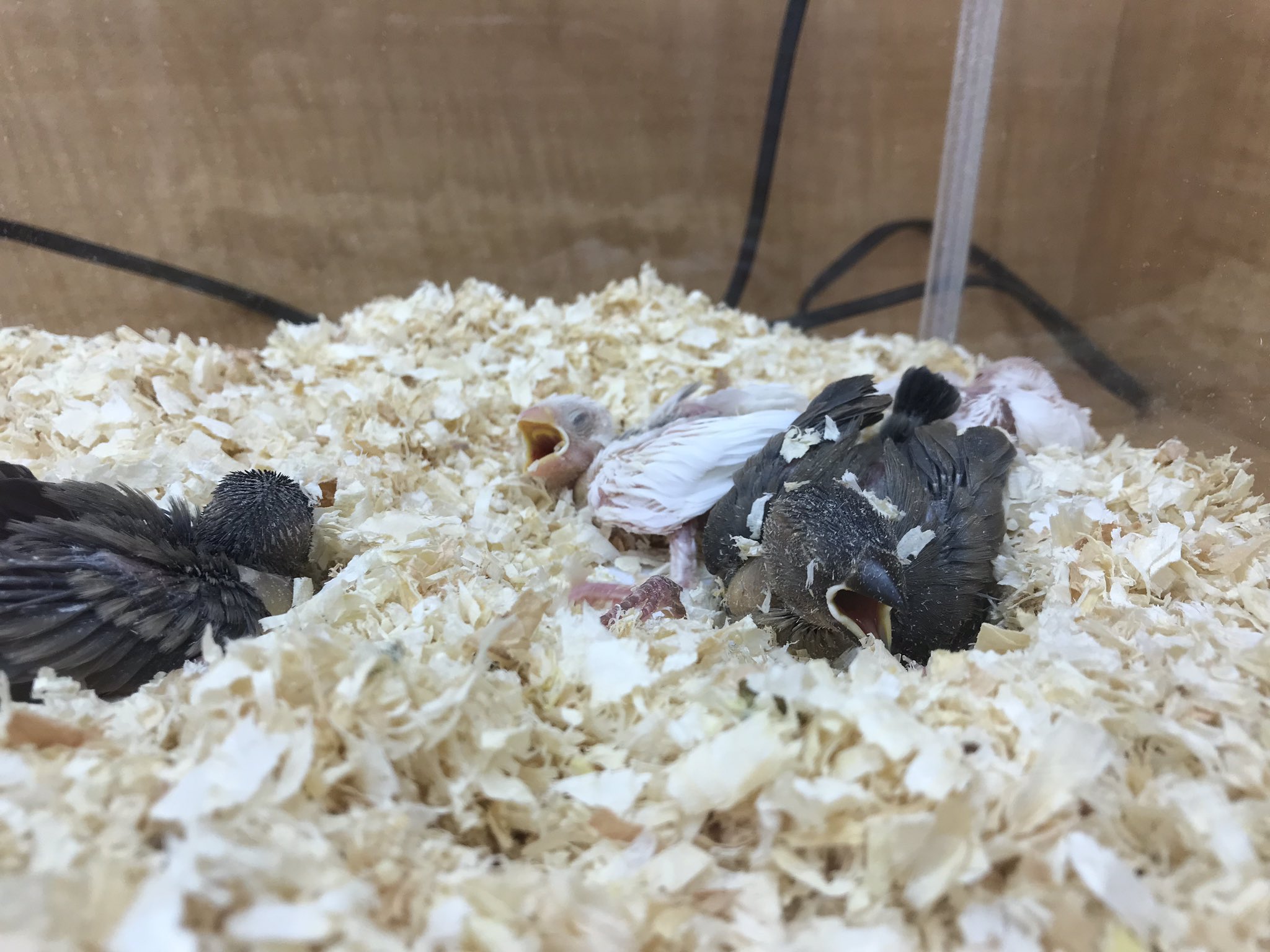 ペットプラザ 高槻上牧店 小動物 アクアリウム Pa Twitter 文鳥のヒナ入荷しました 極めてレアなアルビノの文鳥がいます ぜひコーナン 高槻上牧店ペットプラザ までお立ち寄りください 文鳥 白文鳥 桜文鳥 アルビノ T Co Osgp6kcbuu Twitter