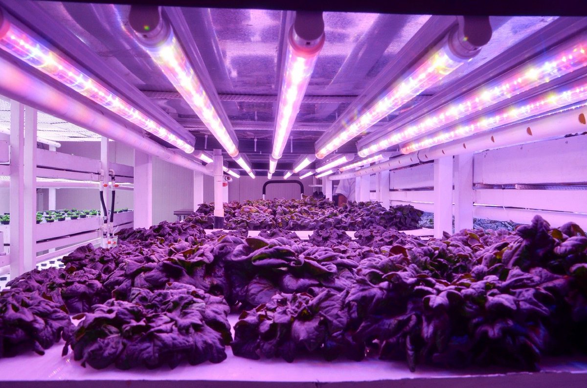 The Scalability of Urban Farming 🤖🌽buff.ly/2JuxqFz
