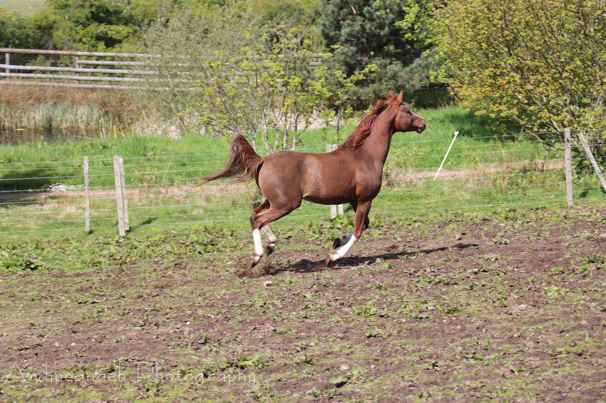 Ardmeanach's tweet photo. Taro out enjoying the sunshine yesterday much to the amusement of passing cyclists #happyhorse #sunshine https://t.co/qHpBtLkhIA