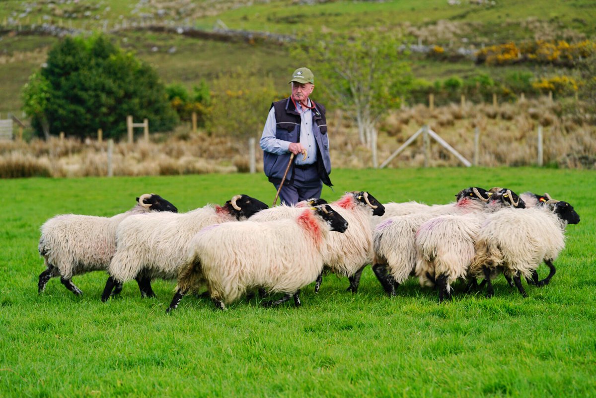 TragaViajes's tweet photo. En Irlanda hay 6 millones de ovejas y 5 millones de habitantes. Mr. Sheep, de 70 años y Fly, su perrita de 3 patas, forman un equipo inmejorable.  Hemos estado aprendiendo acerca de la fuerte tradición pastoril del país. #Rutacosteradelatlantico @DescubreIrlanda https://t.co/UrftHhUKNG
