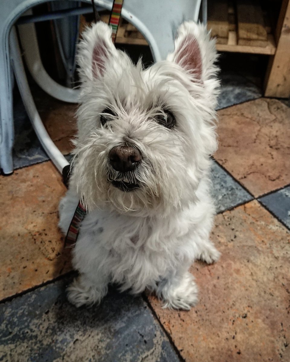 Gille_RM's tweet photo. Cleo ea janaria erortzen den itxaroten๐
#Euskalherria #Basquecountry #Cleo #Westie #Westies #Tabernan #Itxaroten #Posando #Atenta #Adi #Esperando #Politena #Maitasuna #Laztana #Perrita #Lovedogs https://t.co/kH0kCH61WE