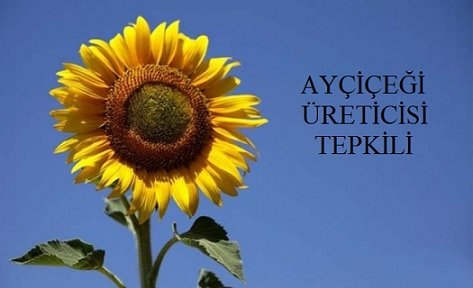 ALOTARIM's tweet photo. AYÇİÇEĞİ ÜRETİCİLERİ TEPKİLİ
https://t.co/dFp8M3hT4R https://t.co/ujGMiz5zmW