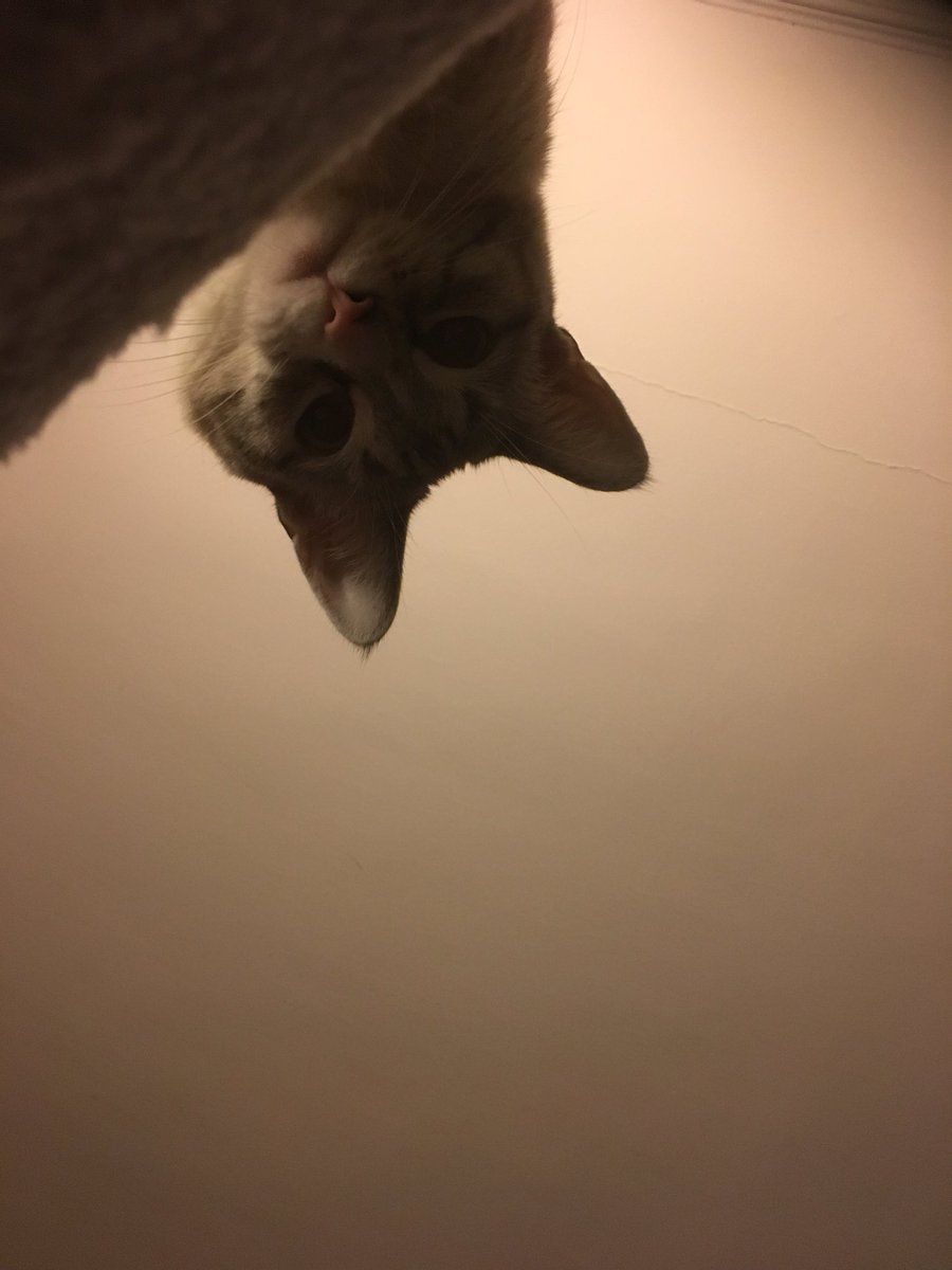 go disney ! les attractions attendront, d’abord du Dota!