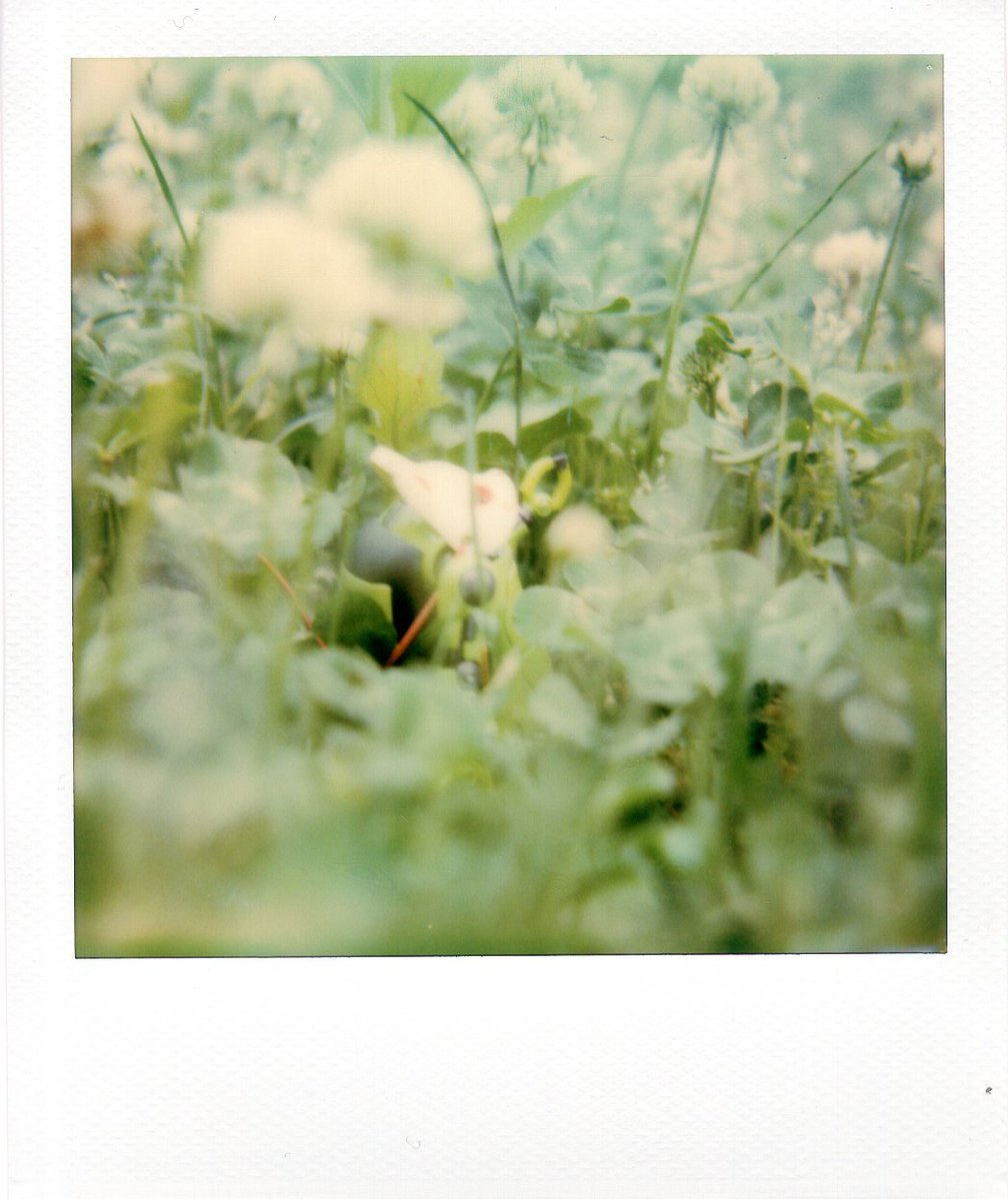 komura_gaeri's tweet image. フンワリ春ダネ……。
#メカトロウィーゴ #ポラロイドオリジナルズ