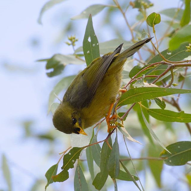 JoshDGClarke's tweet photo. The aptly named Bell Miner https://t.co/7Pl3sdkAP1 https://t.co/a4giYOHsb8