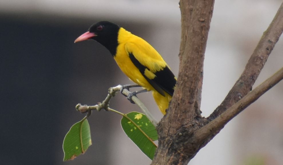 de_moaned's tweet image. ବାତ୍ୟା ପରେ ଗୋଟିଏ ଗୋଟିଏ ଚଢେଇ ଫେରିଲେଣି 😍
#CycloneFaniAftermath