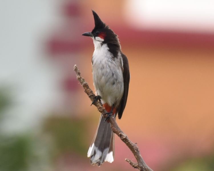 de_moaned's tweet image. ବାତ୍ୟା ପରେ ଗୋଟିଏ ଗୋଟିଏ ଚଢେଇ ଫେରିଲେଣି 😍
#CycloneFaniAftermath