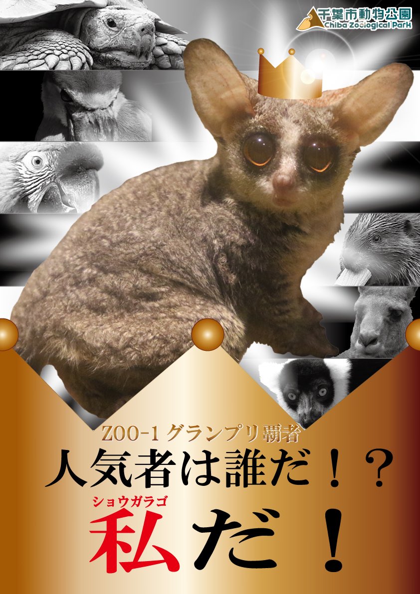 ショウガラゴのいる動物園は 飼育展示動物園とショウガラゴ情報まとめ アリエスコム Ariescom