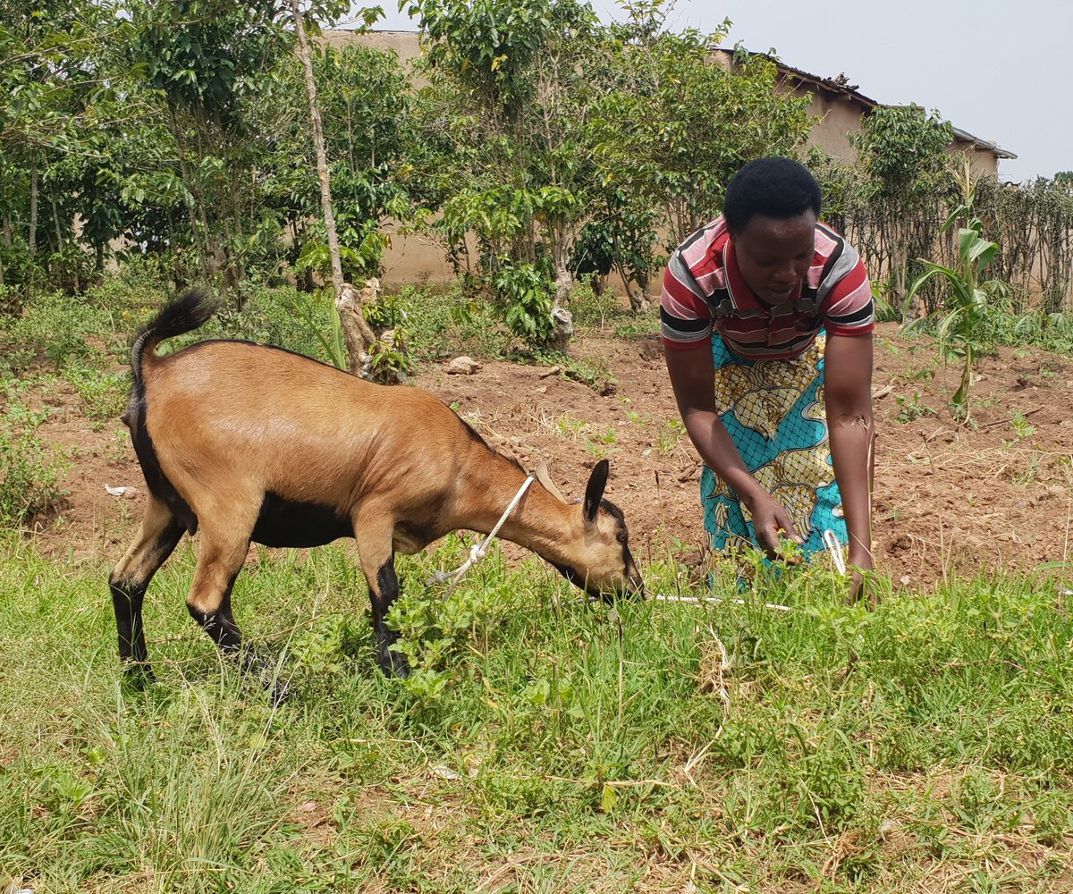 USAID Hinga Weze Rwanda tweet media