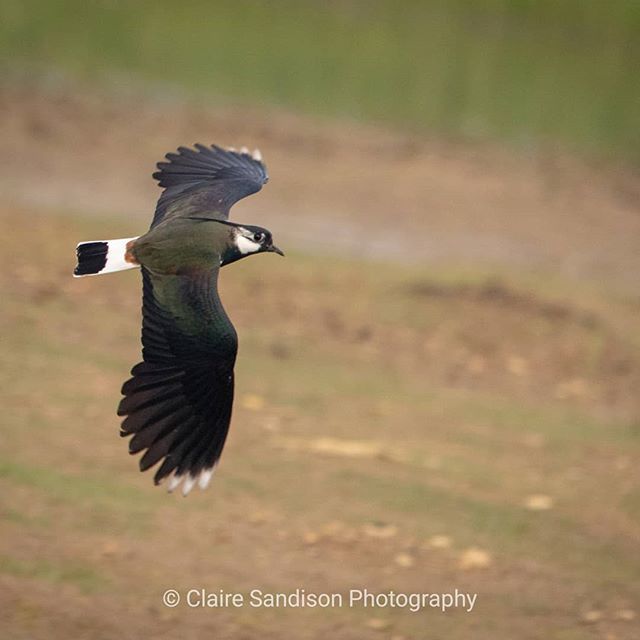 claire_sandison's tweet photo. Luscious Lapwing
#birds #birdphotography #nature #naturephotography #wildlife #wildlifephotography #summerleys #summerleysnaturereserve #britishbirdlovers #rspb #wildlifetrustbcn #lapwing #wings #wingsspread #feathers #flyingbird #birdsinflight https://t.co/cDHbVhXyoP