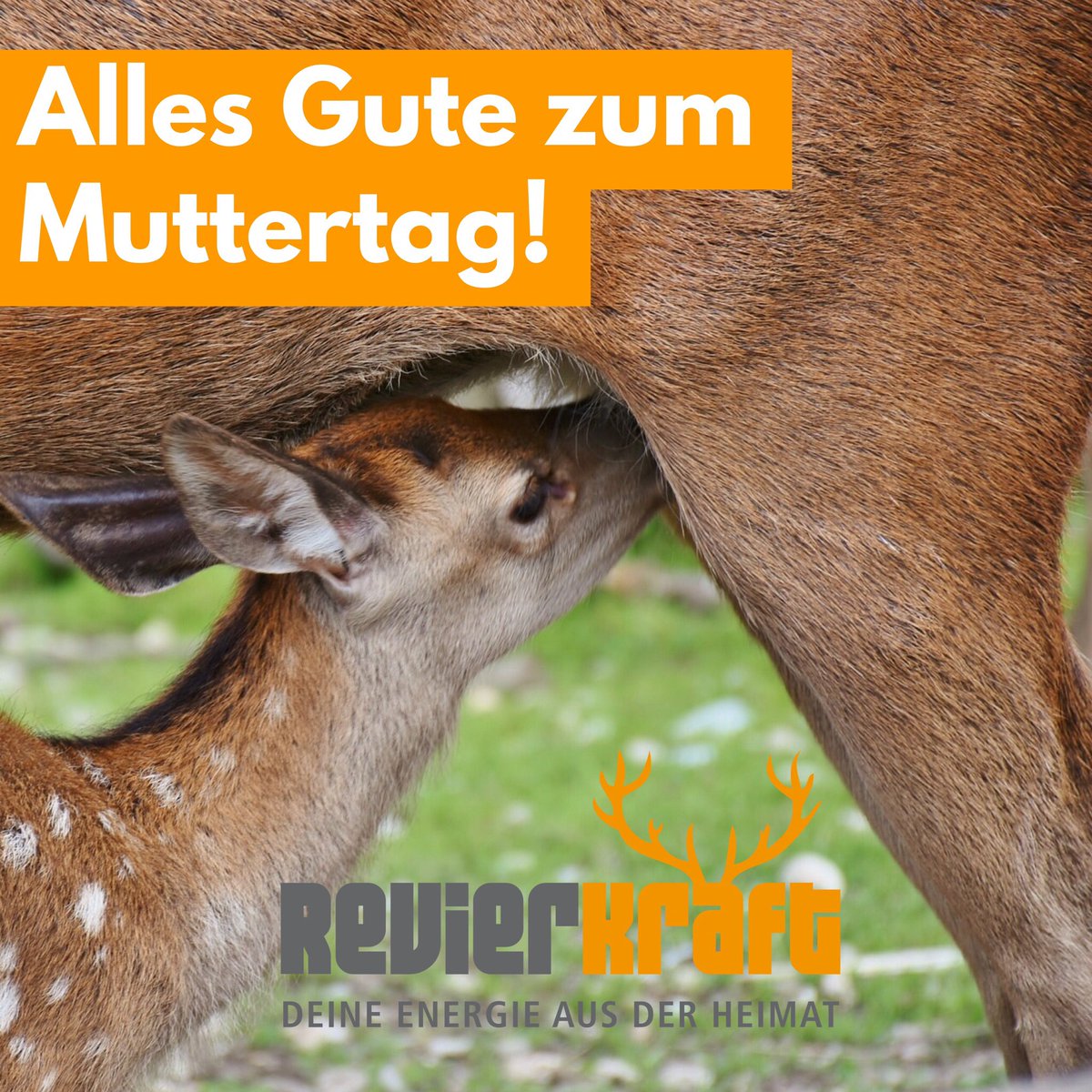 Alles Liebe und Gute zum #Muttertag! 😊💐☀️🦌