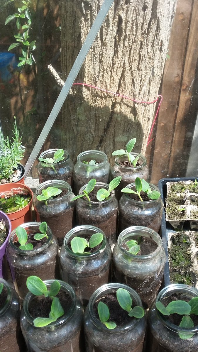 Re purposed coffee jars, temporary homes for the squash seadlings. 30+ plants from the seats from one squash.