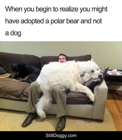 StilldoggyC's tweet photo. For Dog Pics and Inspirational Dog Stories Go To https://t.co/bQhJmnyzGK

Now Trending On Twitter: #MothersDay Moms #HappyMothersDay2019 #SundayMorning
Happy Mothers #SundayThoughts #CallMomHappy Mother's Day Mom
Happy Mother's Day Ladies Peggy Lipton https://t.co/KOSCL7ls1A