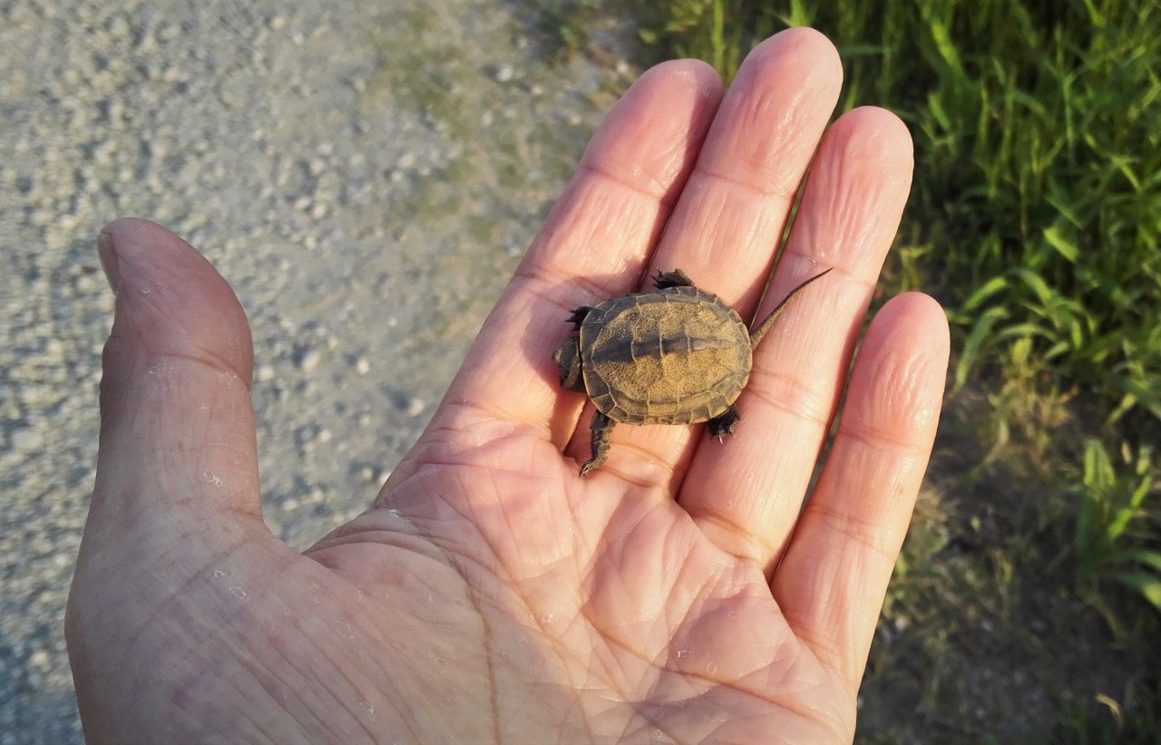 ポッパー斉藤 茨城県 銭亀 イシガメ 亀の赤ちゃん道路で拾う 5月に生まれたばかりのもよう お腹を見たらイシガメのお腹でした ちっちゃいね 可愛いね いつもどうりに野池に お連れしました 自分のしわしわの