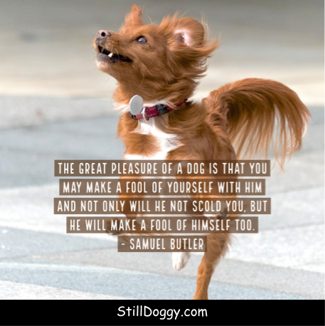 StilldoggyC's tweet photo. For Dog Pics and Inspirational Dog Stories Go To https://t.co/bQhJmnyzGK

#SundayMorning #SundayThoughts #SundayBrunch #SundayMotivation #dogsoftwitter #dogmom #Dog #doglovers #doglove #DogLover #doggydaycare Good Sunday Happy Mother's Day https://t.co/3DuBk52Zim