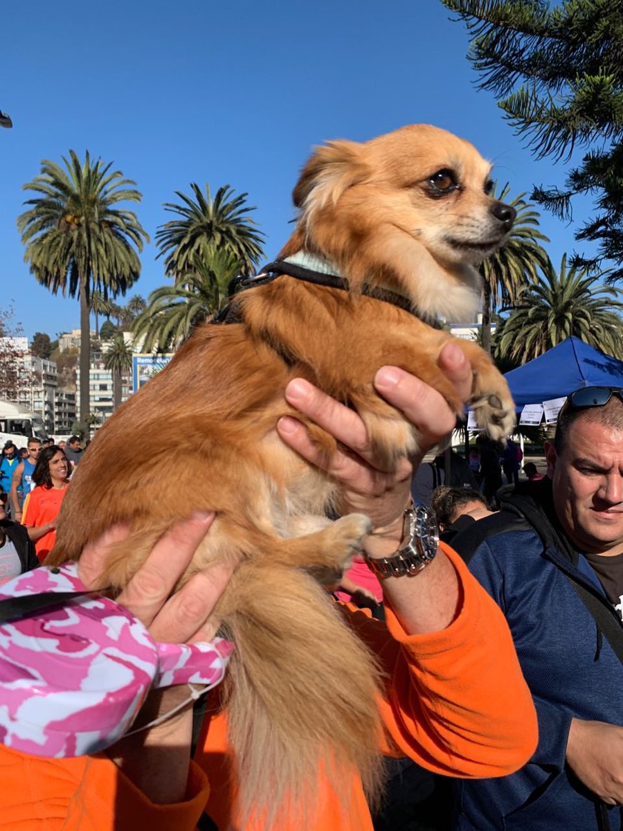 cotyreginato's tweet photo. #DÍADELAMADRE
Encabezando la 1ª de las cuatro fechas de la Perrorunning 2019, actividad recreativa familiar que fomenta la tenencia responsable de mascotas y que en esta ocasión homenajeó a las mamás en su día @ciudaddeportiva #VIVEVIÑA #perrorunning
Virginia Reginato https://t.co/pxMDvTusjL