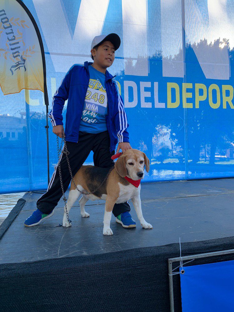 vinadelmar's tweet photo. La Perroruning se desarrolla por el circuito entre 1 Norte y Reloj de Flores, de acuerdo a las categorías de razas pequeñas, medianas y grandes, además de niño y familiar @ciudaddeportiva #VIVEVIÑA #perrorunning https://t.co/Q5PHUqla0l