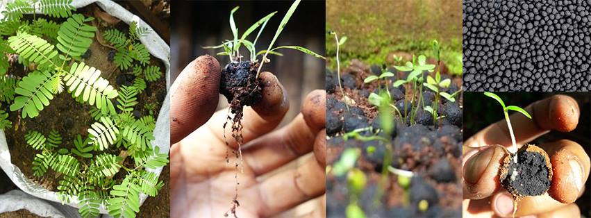 Tanui_lily's tweet photo. A special thank you to @SunCultureKenya and @cookswelljikos !!! 
For friends who say planting trees is tiresome please buy some seedballs. You just throw them and they grow!! #reforestKenya #seedballs #savemothernature @lizwathuti @kiptoomanuu @EcoMazingira @CCArtCompe https://t.co/CUpEQkiS6e