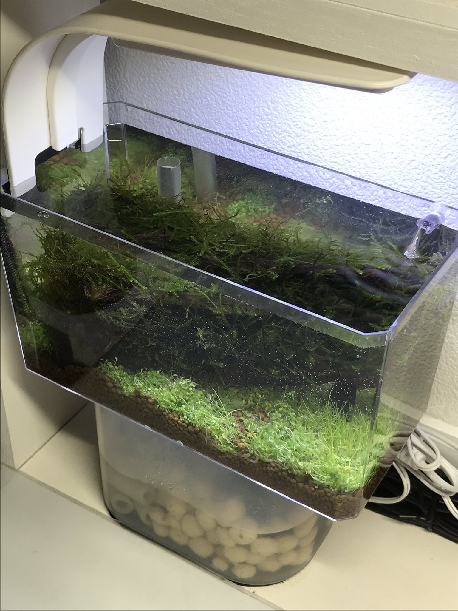 たまごん 机上オーバーフロー水槽 名前の通りデスクトップの片隅に収まるのね 上部の水槽と下部のろ過水槽 がタピオカストローで貫通してて 落ちた水がろ過層を通ってポンプで上部水槽に戻ってくる ちなみに上部水槽はフィギュアケースで下部ろ過水槽は