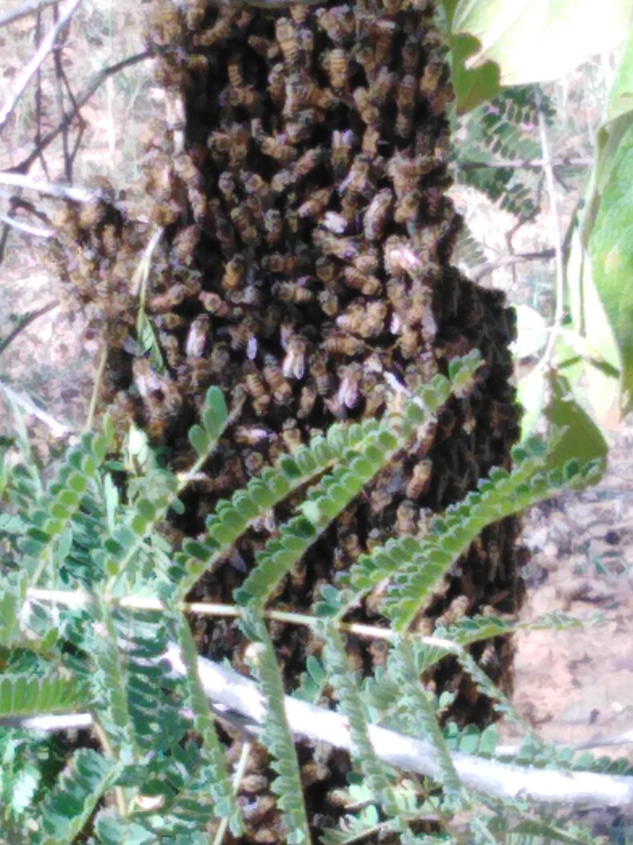 wethu_malume's tweet photo. I don't know where these bees are coming from but all I know is that they are coming home
#Mbewu
#honeybees https://t.co/ysNB9WYjp9