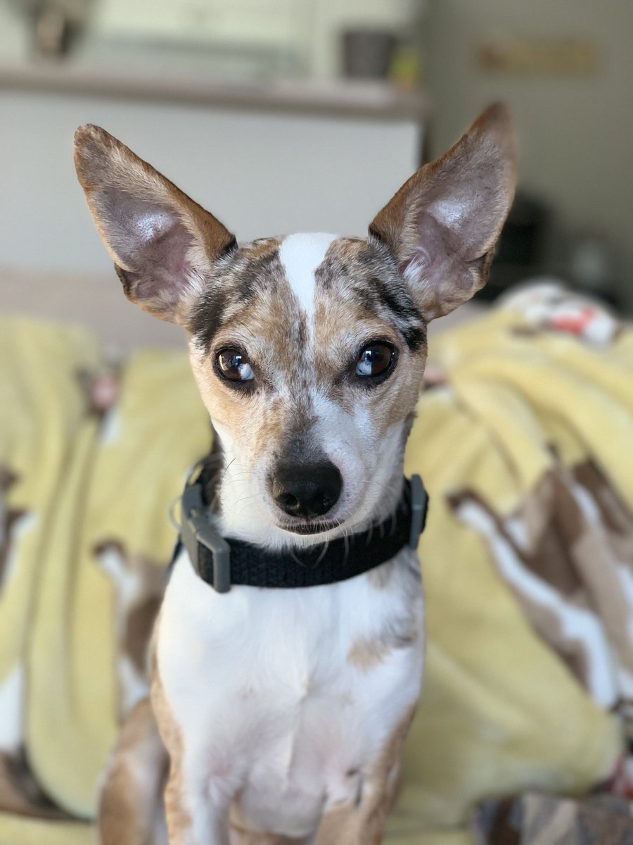 __thegrayarea's tweet image. If you’re wondering what kind of brand power you get out of marketing/sponsoring a @NASCAR driver, I would have never been turned onto @nutri_chomps if it weren’t for @ChaseBriscoe5 driving the #98 car. So glad I was though. Hope to see this face on the 98 soon!