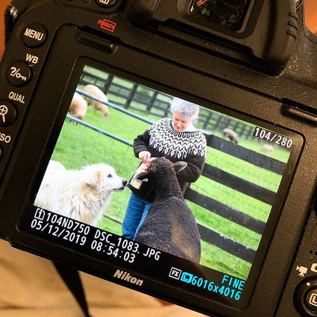crazysheeplady's tweet photo. Saint Tim took pictures of me and Muffin dressed alike this morning 😀. I’ll post them to the blog this afternoon/evening. Sweater 👍. Muffin 👍. Pictures of myself 😱. #iknitarod2019 #iknitaredux https://t.co/mtSm7SHl0V https://t.co/1UwrOPXcIg