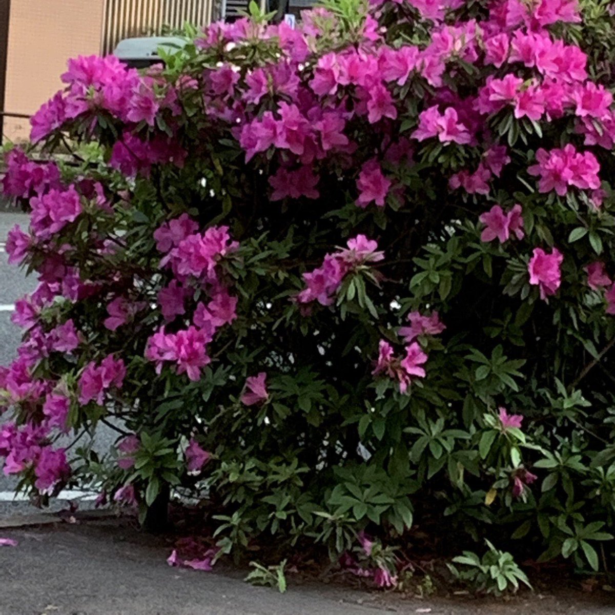 プロミス シンデレラ ドラマ 最新情報まとめ みんなの評価 レビューが見れる ナウティスモーション 11ページ目