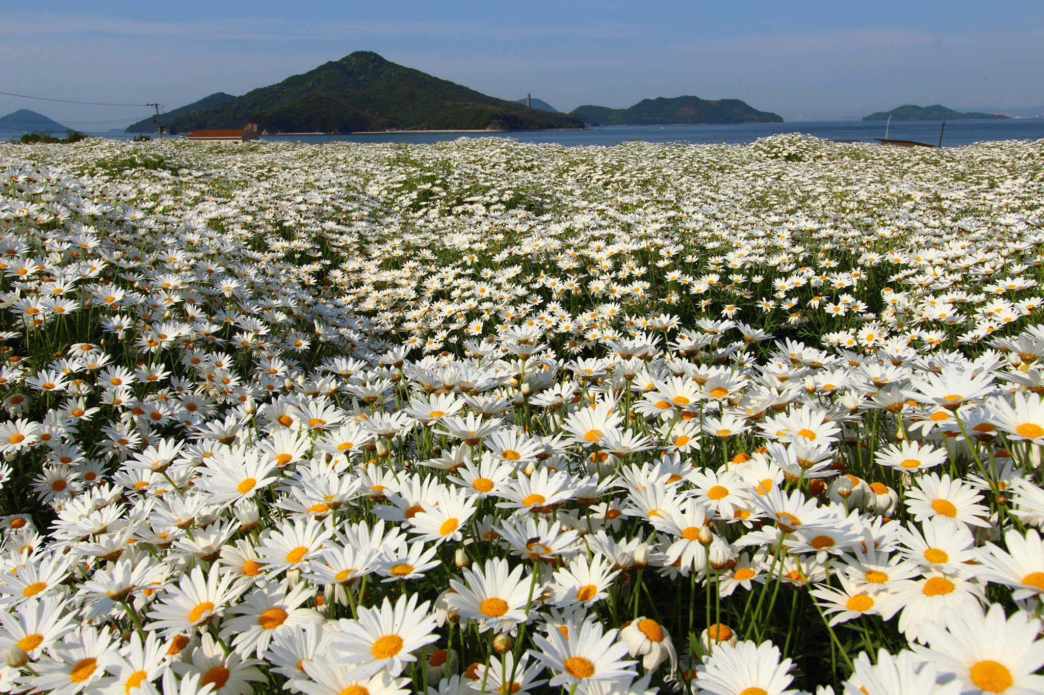 そらん 愛媛県松山市 山の手マリアージュガーデンさんでランチの後 香川県三豊市 フラワーパーク浦島へやってきました 長距離を運転してくれた親愛なる友人に感謝します 19 5 12 香川県 三豊市 フラワーパーク浦島 マーガレット 花畑 写真好き そらん 愛媛県松山市 山の手マリアージュガーデンさんでランチの後 香川県三豊市 フラワーパーク浦島へやってきました 長距離を運転してくれた親愛なる友人に感謝します 19 5 12 香川県 三豊市 フラワーパーク浦島 マーガレット 花畑 写真好き